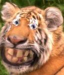 rok